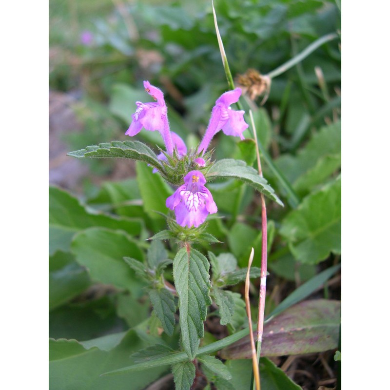 galeopsis ladanum l.