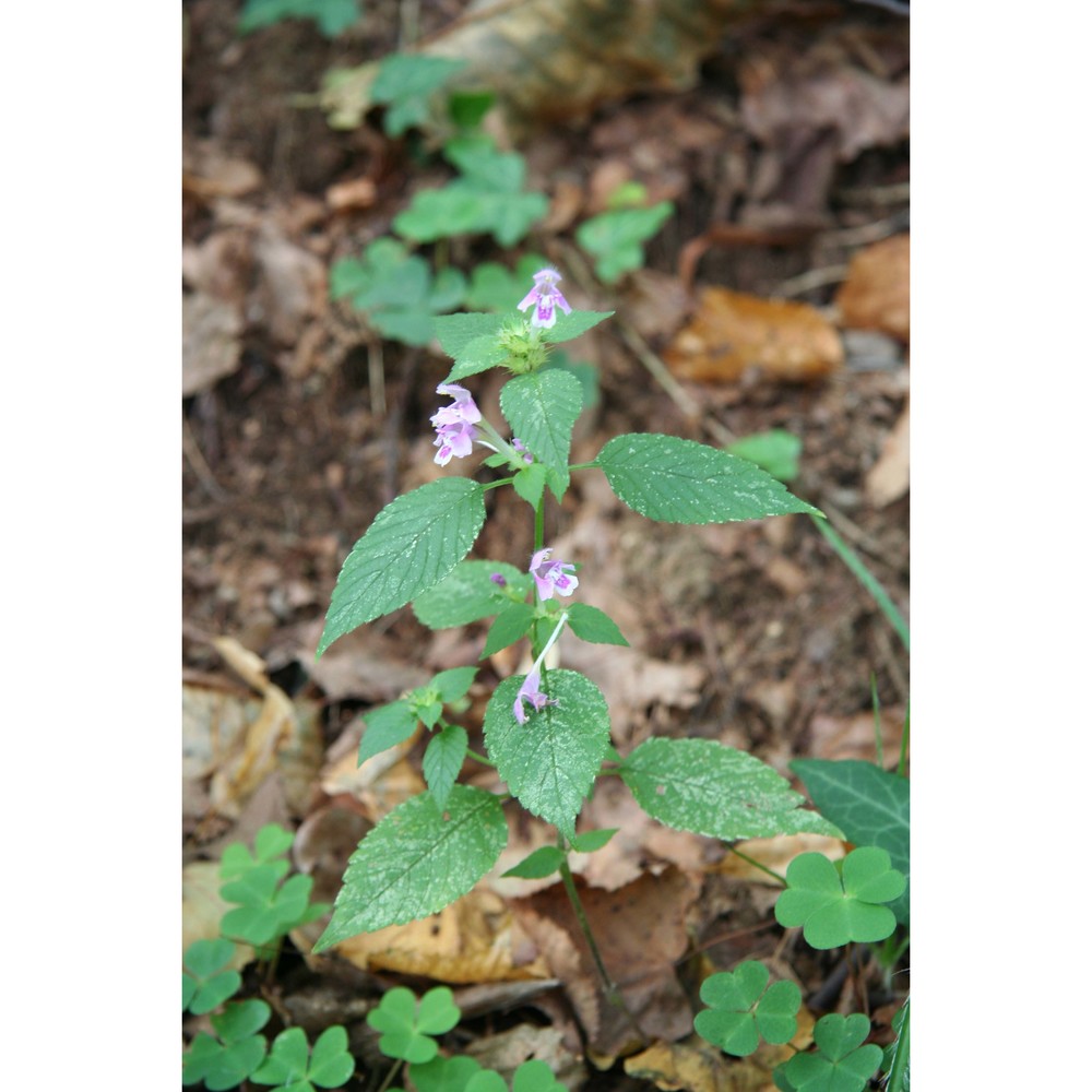 galeopsis pubescens besser