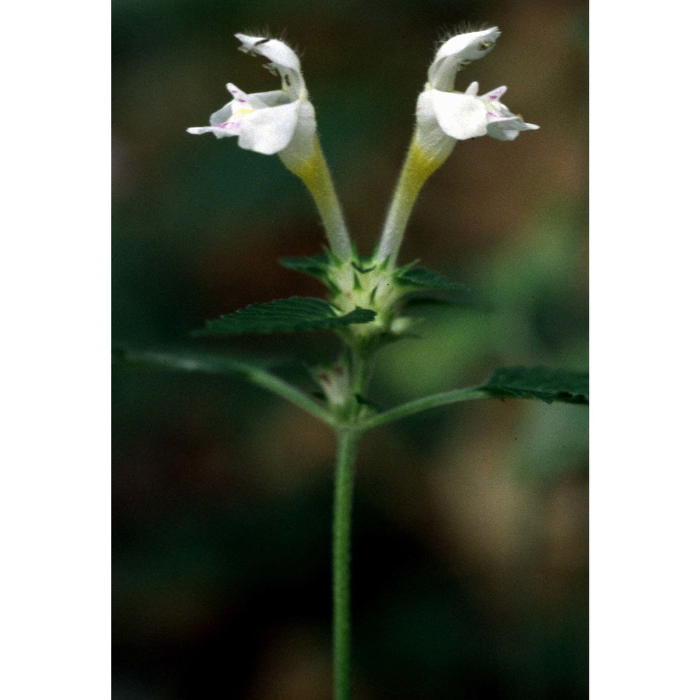 galeopsis segetum neck.