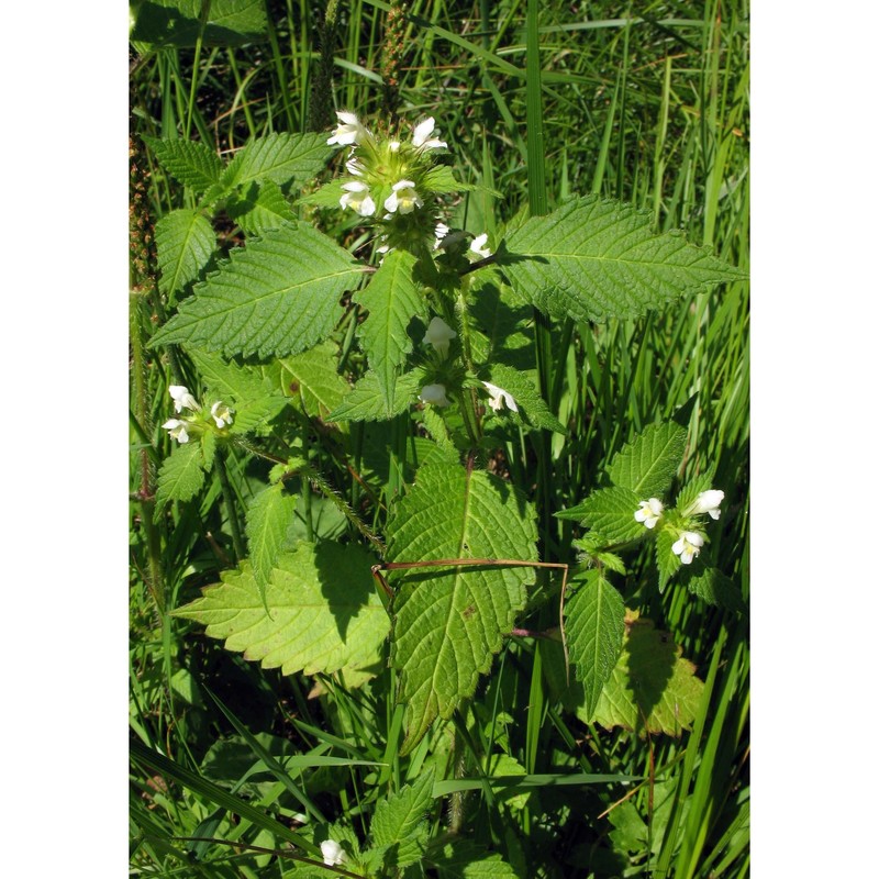 galeopsis segetum neck.