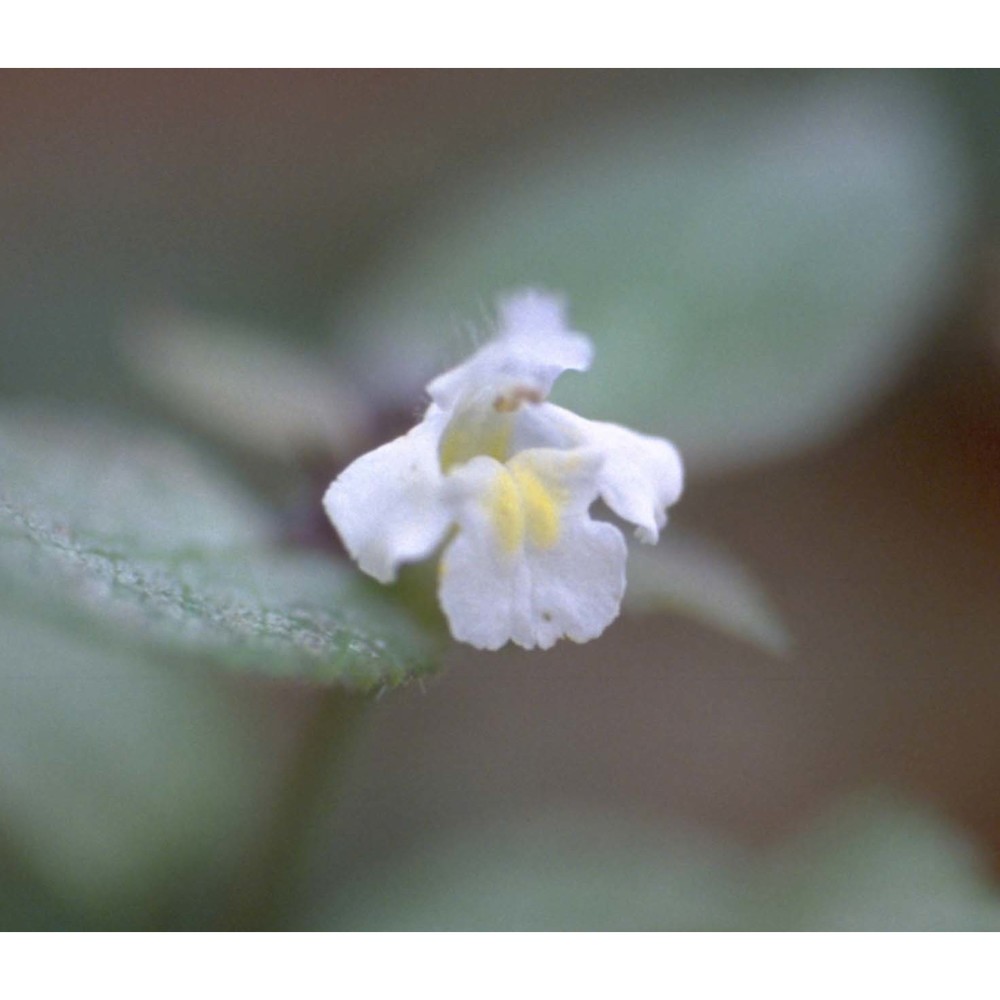 galeopsis speciosa mill.