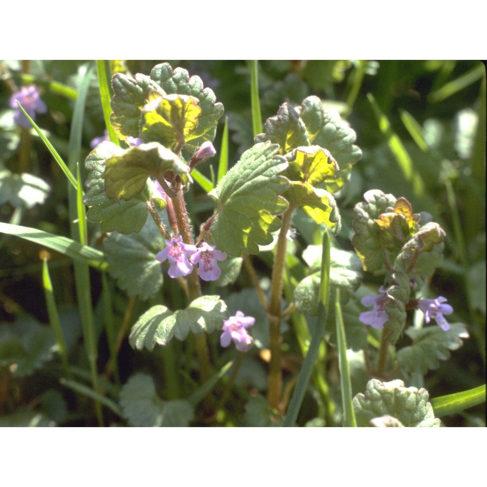 glechoma hederacea l.