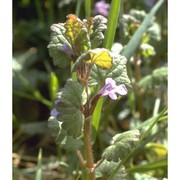 glechoma hederacea l.