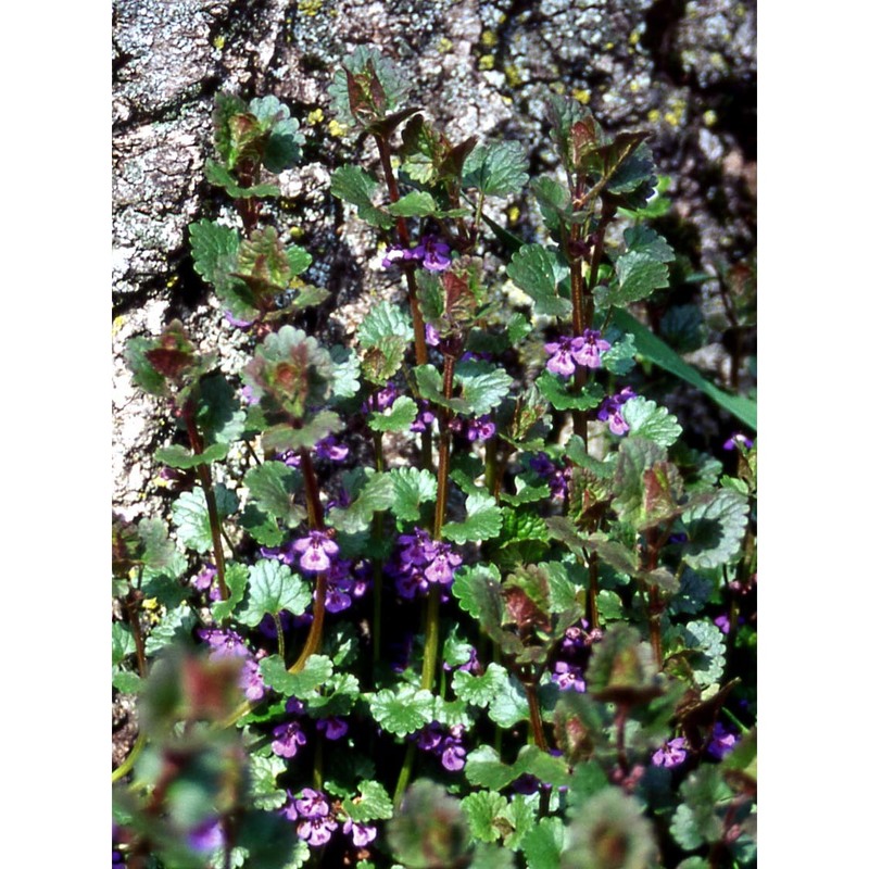 glechoma hederacea l.