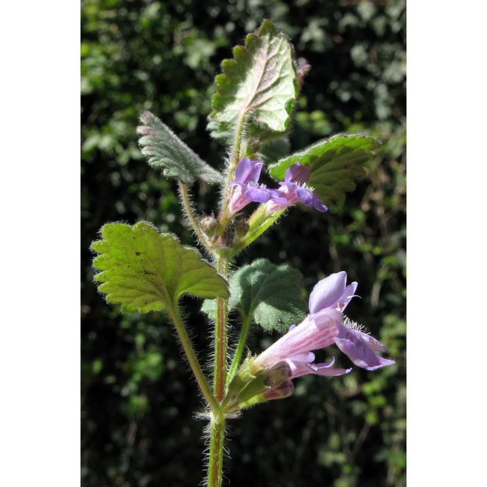 glechoma hirsuta waldst. et kit.