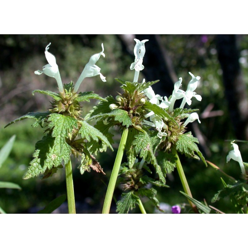 lamium bifidum cirillo