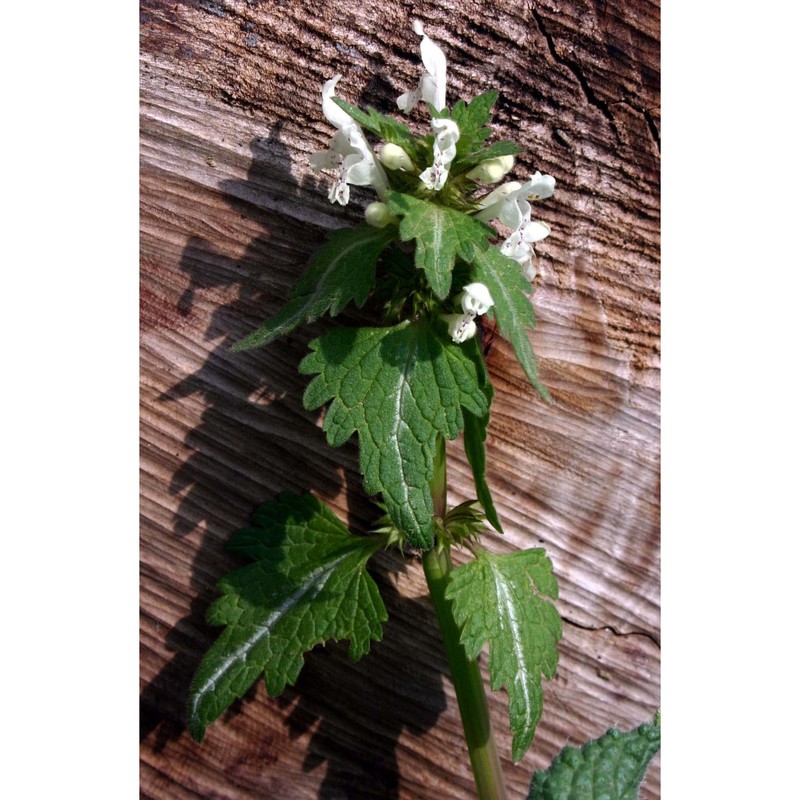 lamium bifidum cirillo