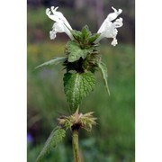 lamium bifidum cirillo