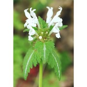 lamium bifidum cirillo