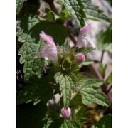 lamium corsicum gren. et godr.