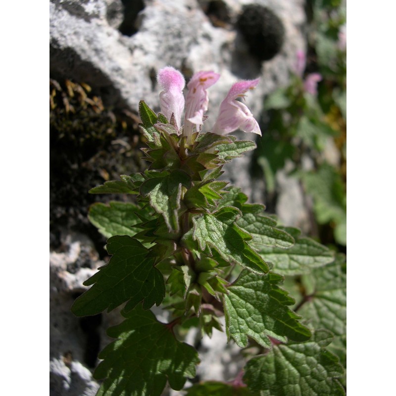 lamium corsicum gren. et godr.