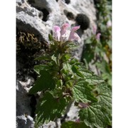 lamium corsicum gren. et godr.