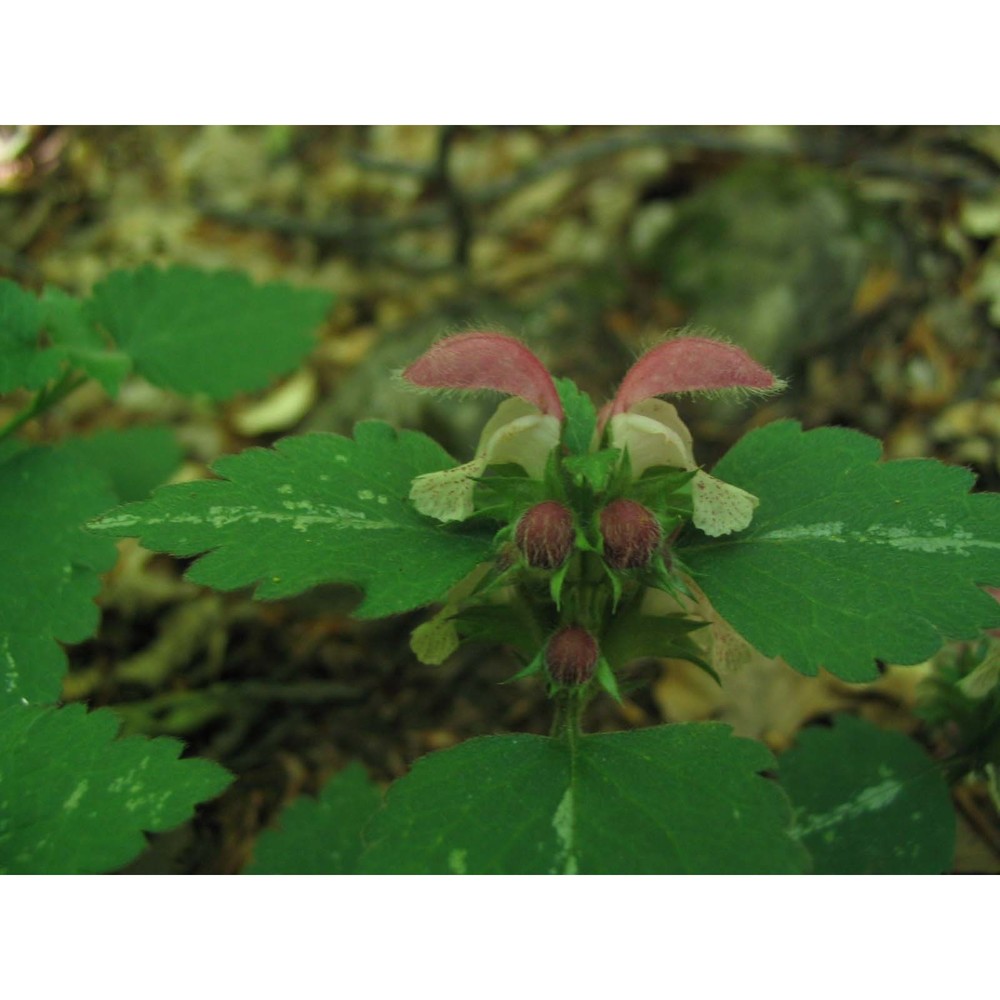 lamium flexuosum ten.