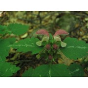 lamium flexuosum ten.