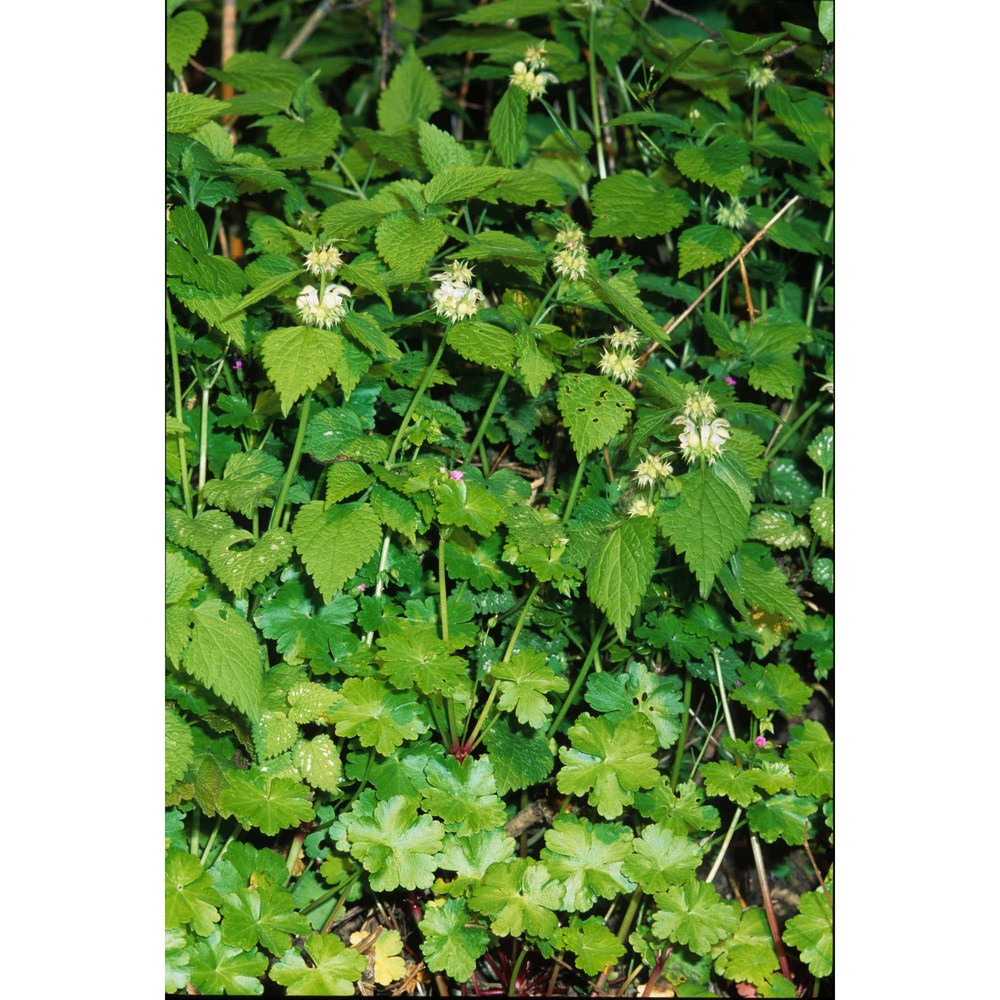 lamium flexuosum ten.