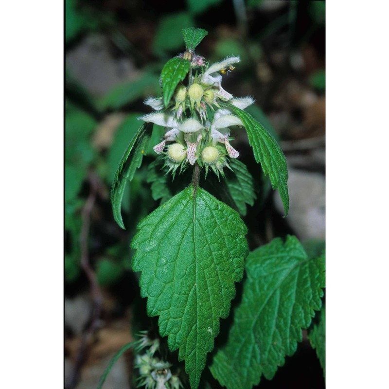 lamium flexuosum ten.