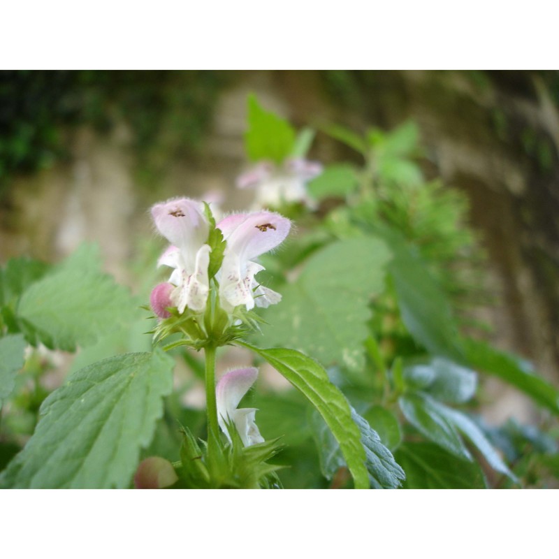 lamium flexuosum ten.