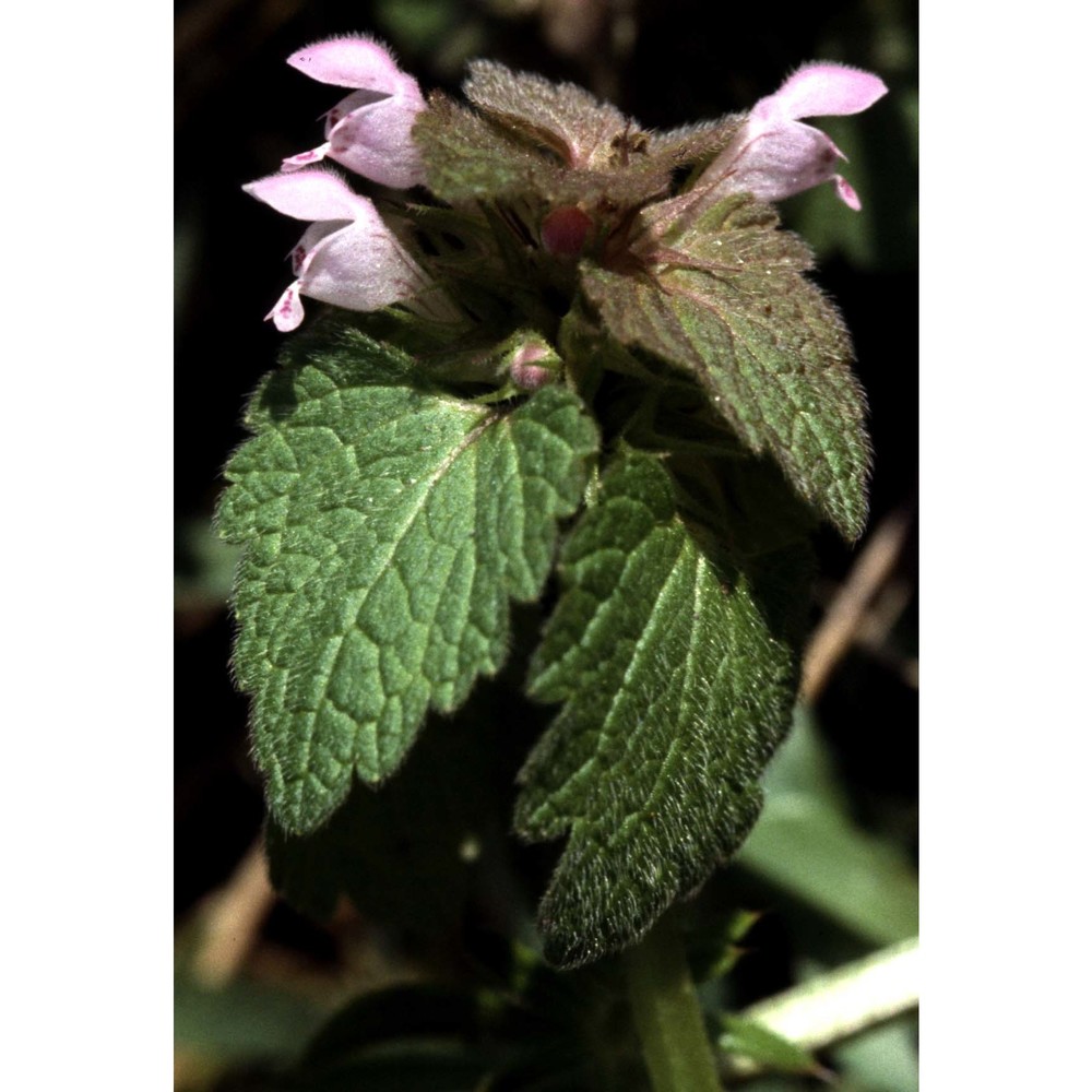 lamium hybridum vill.