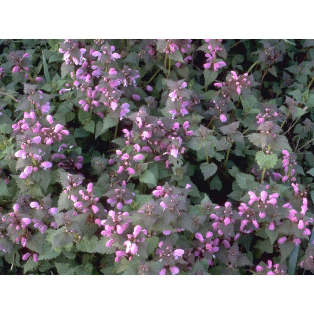 lamium maculatum l.