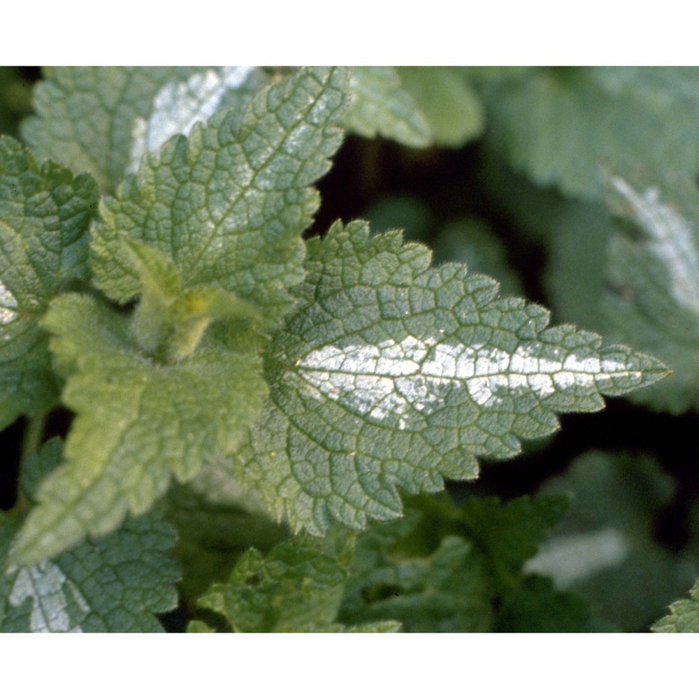 lamium maculatum l.