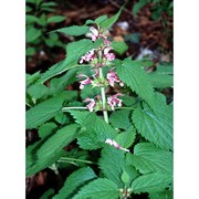 lamium orvala l.