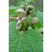 lamium orvala l.