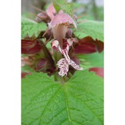 lamium orvala l.