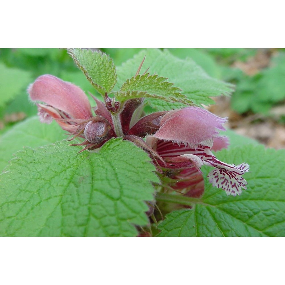 lamium orvala l.