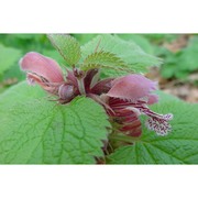 lamium orvala l.