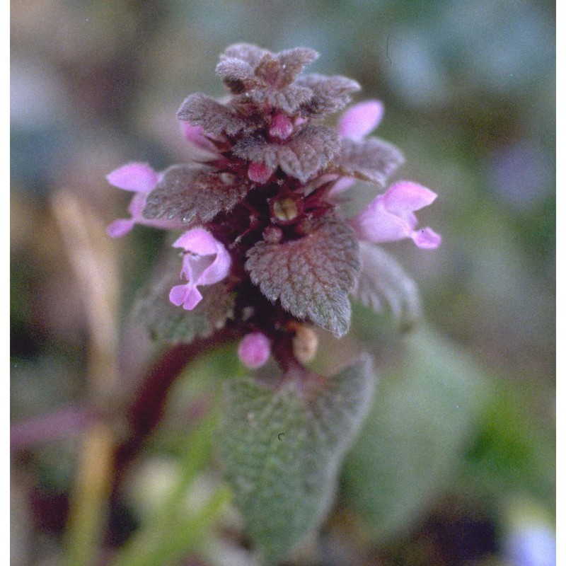 lamium purpureum l.