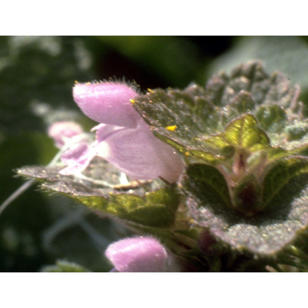 lamium purpureum l.