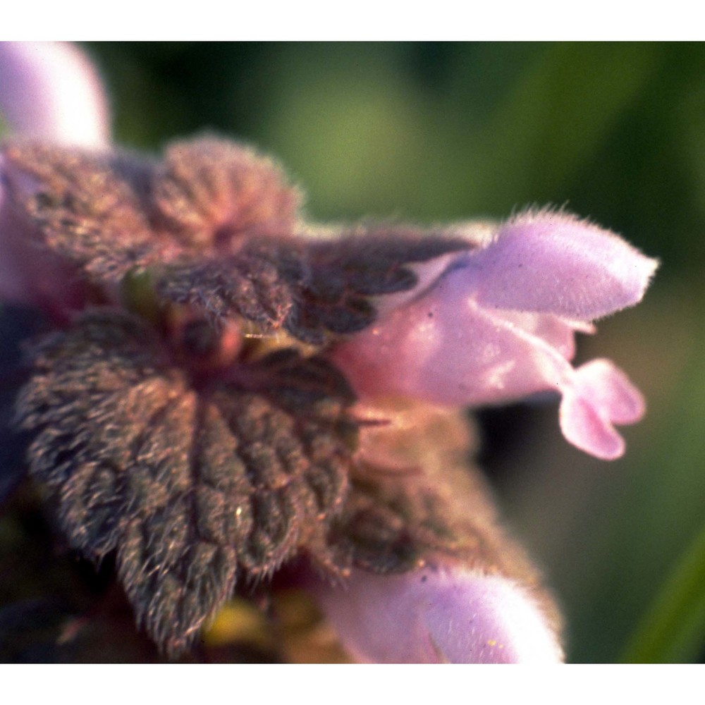 lamium purpureum l.