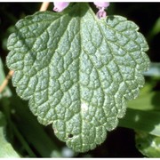 lamium purpureum l.