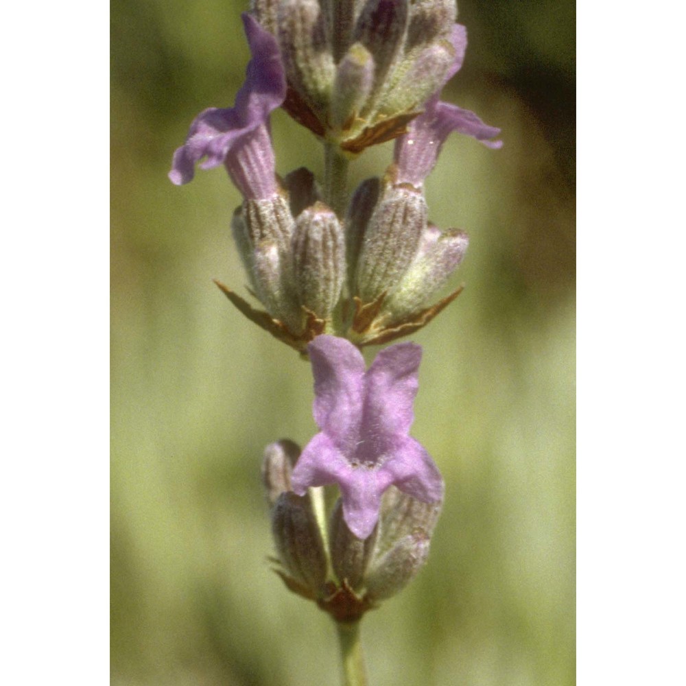 lavandula angustifolia mill.