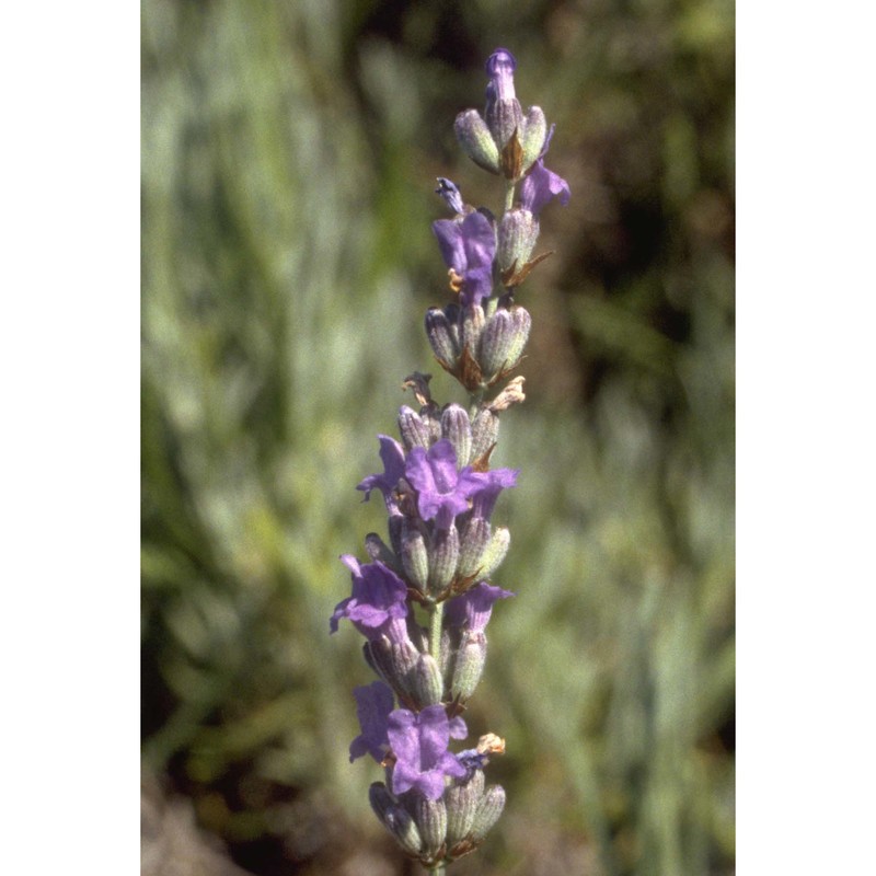 lavandula angustifolia mill.