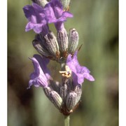 lavandula angustifolia mill.