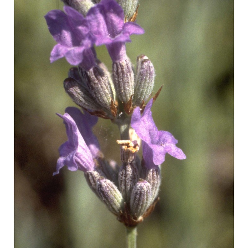 lavandula angustifolia mill.