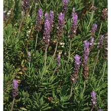 lavandula dentata l.