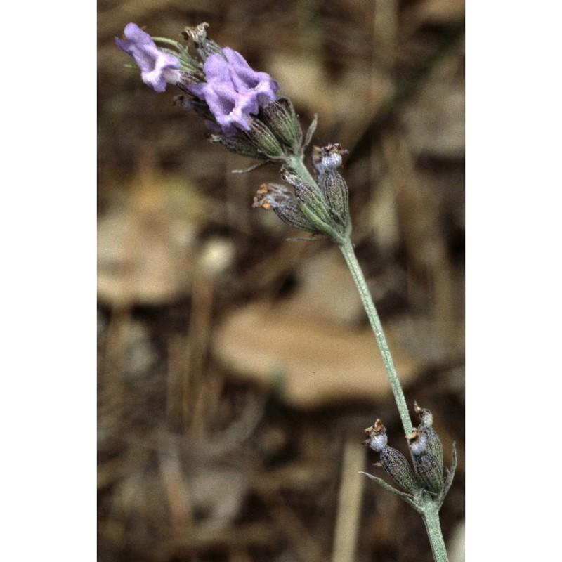 lavandula latifolia medik.