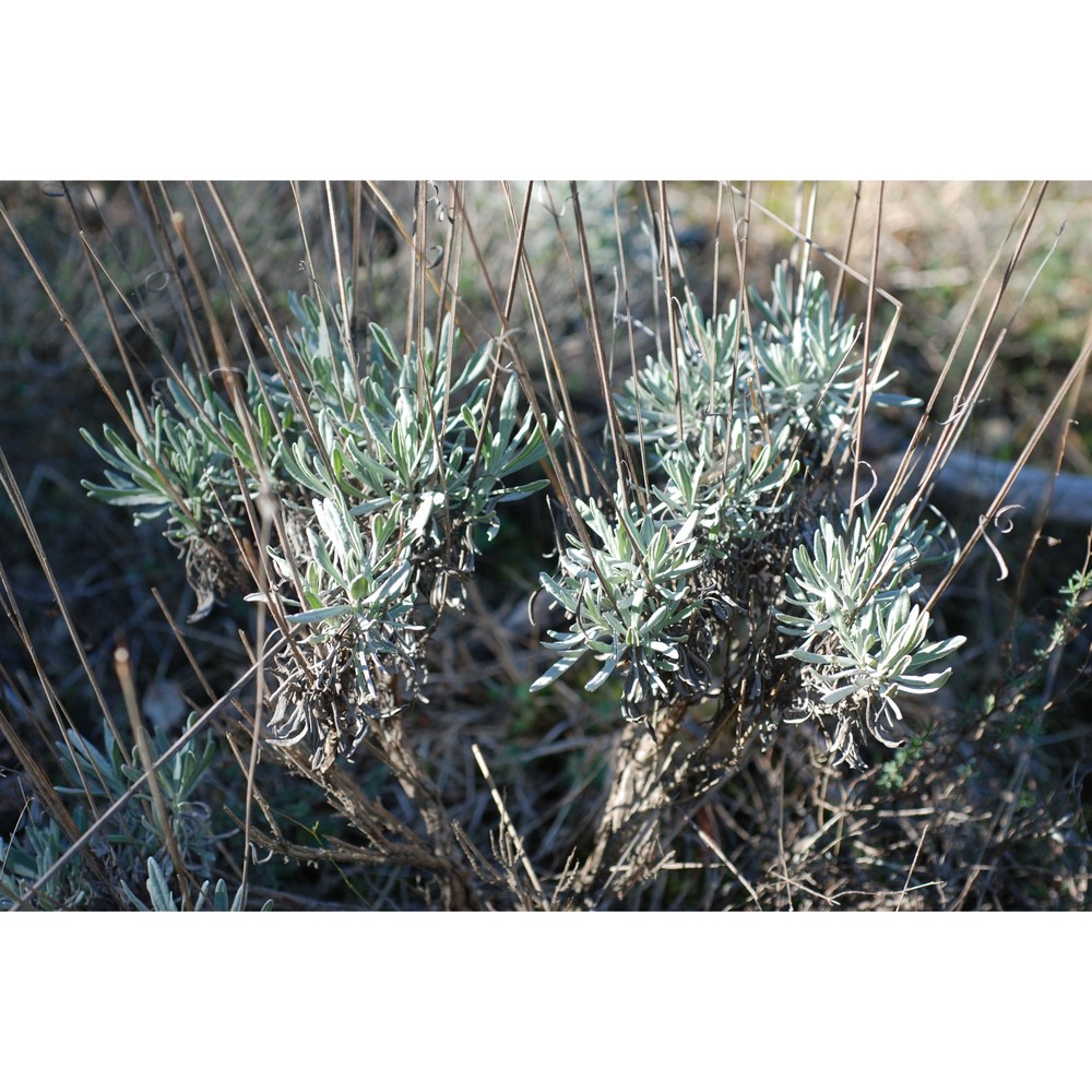 lavandula latifolia medik.