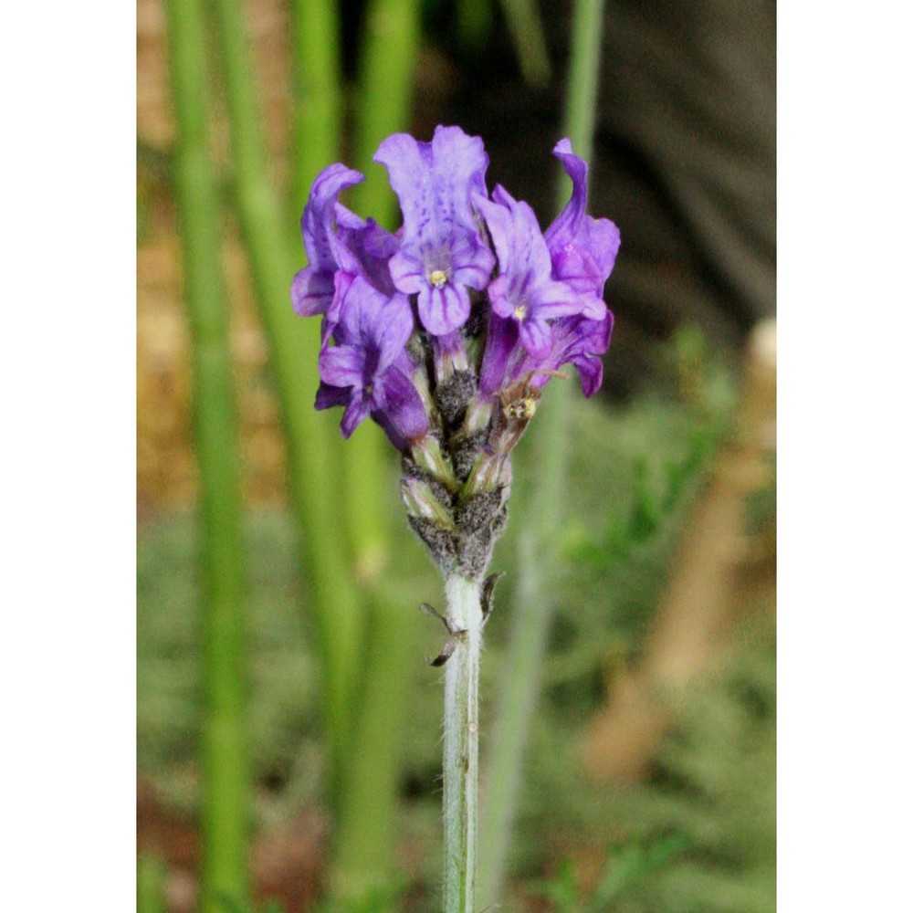 lavandula multifida l.