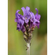 lavandula multifida l.