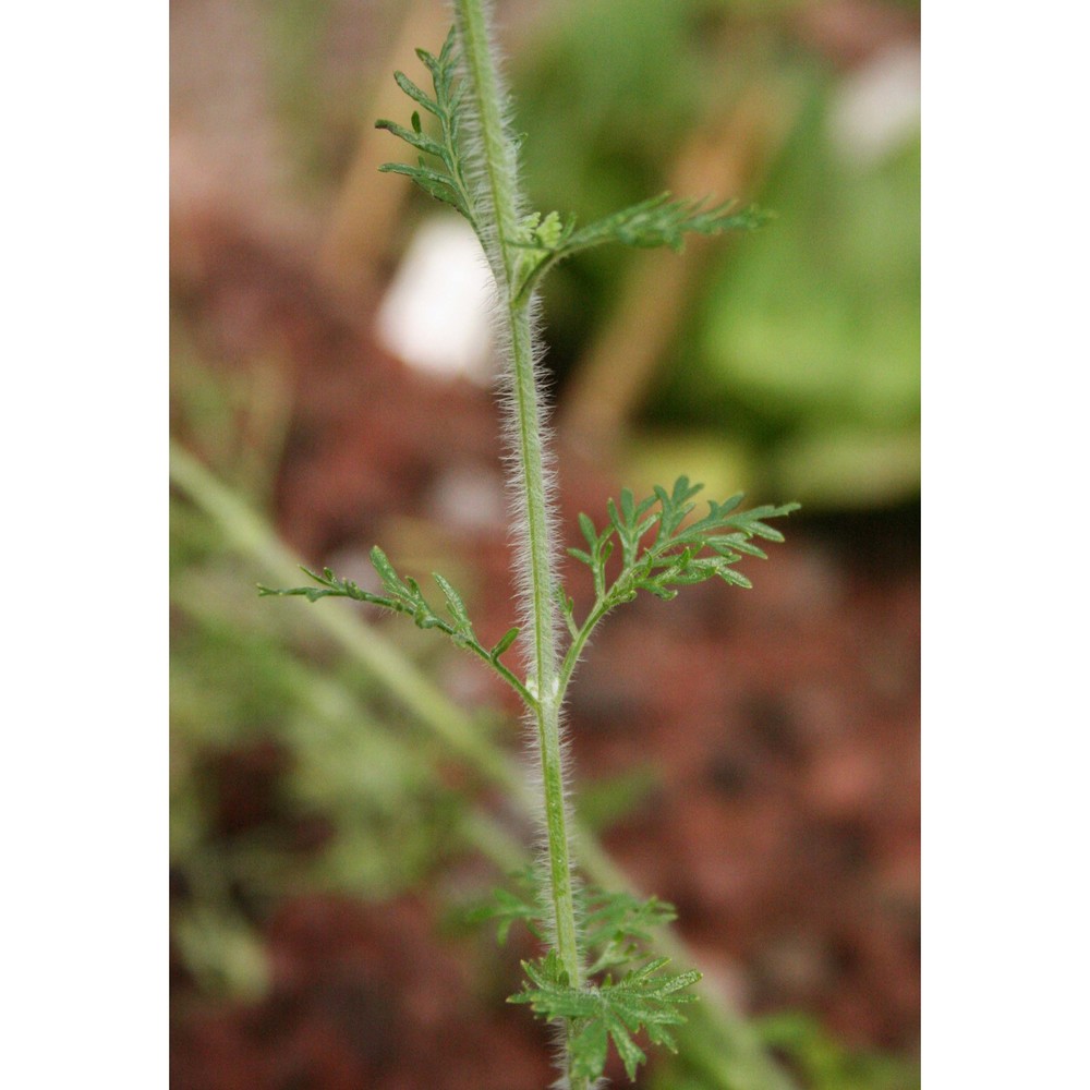 lavandula multifida l.