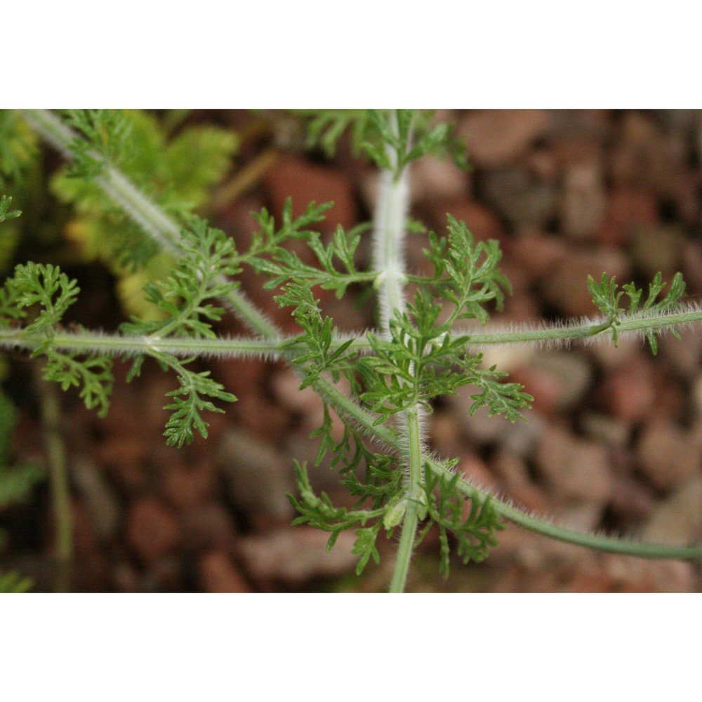 lavandula multifida l.