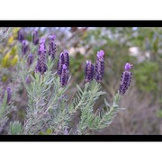 lavandula stoechas l.