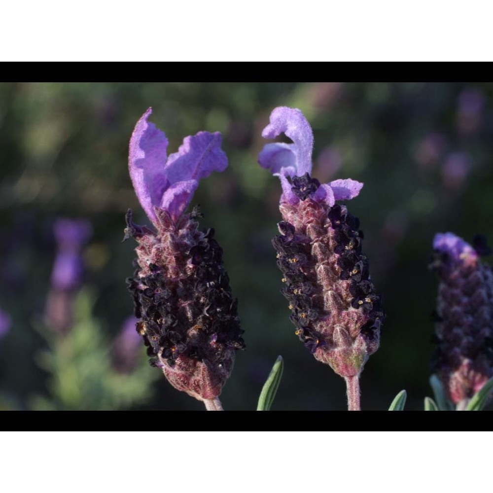 lavandula stoechas l.