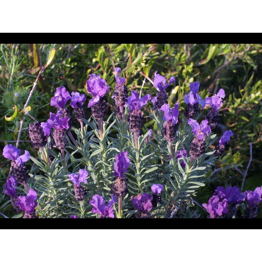 lavandula stoechas l.