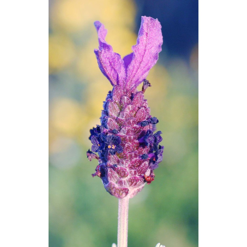 lavandula stoechas l.