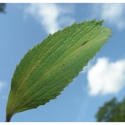 marrubium peregrinum l.