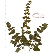 melissa officinalis l.